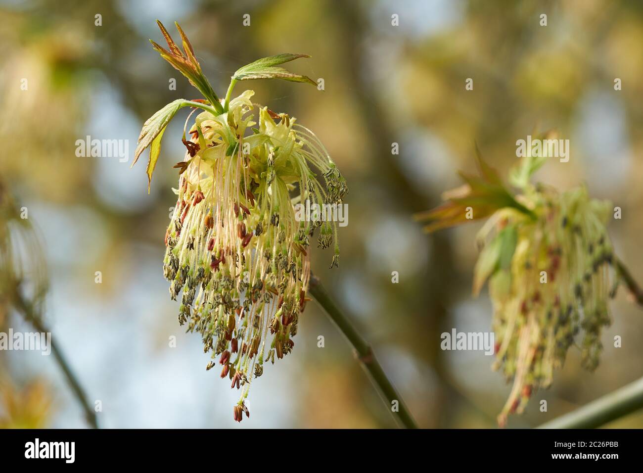 Close-up di una scatola di fioritura di sambuco (acero ACER NEGUNDO) in primavera Foto Stock