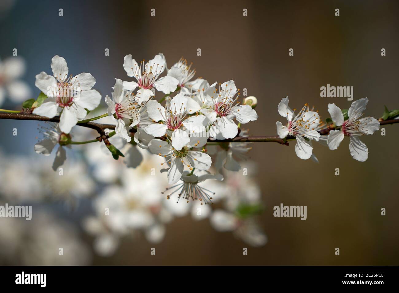 Fiorisce su una ciliegia selvatica di albero in primavera Foto Stock