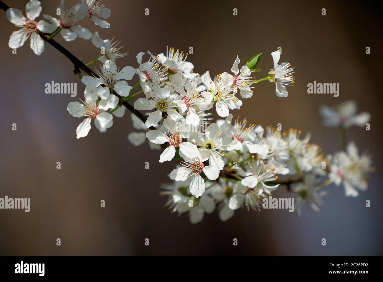 Fiorisce su una ciliegia selvatica di albero in primavera Foto Stock