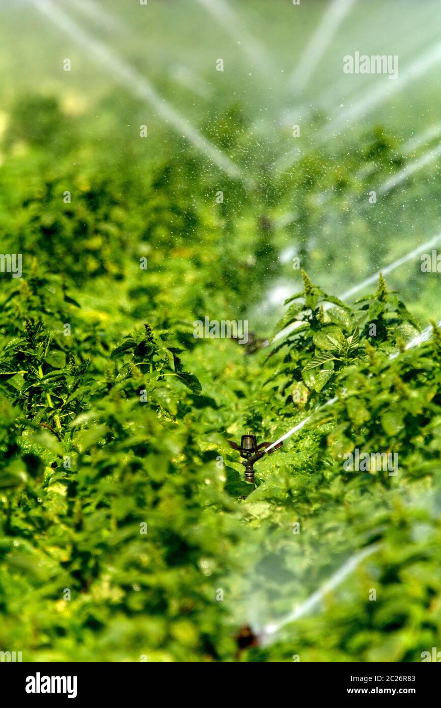 Irrigazione su un campo Foto Stock