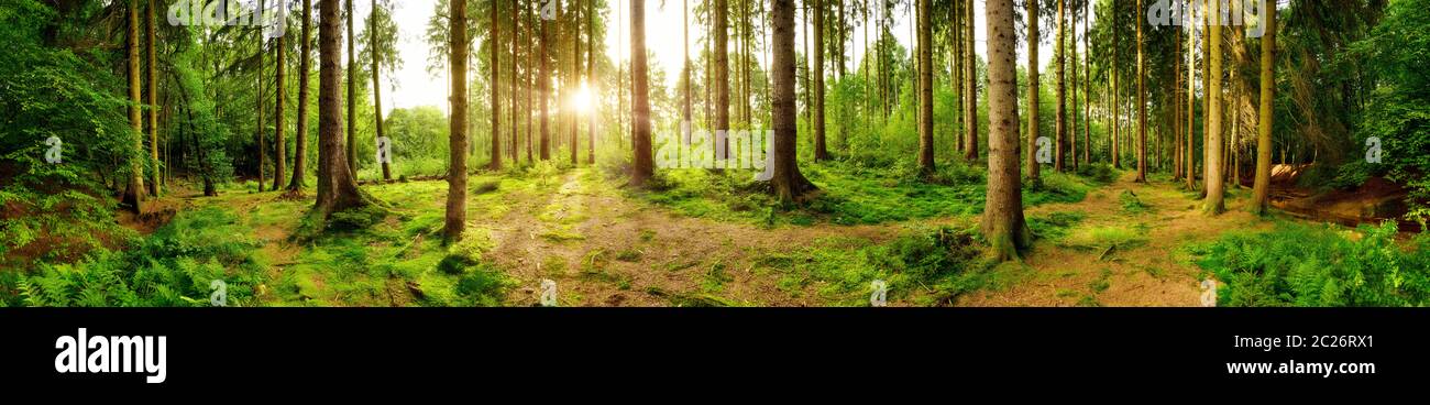 Bellissimo il panorama della foresta con un luminoso sole che splende attraverso gli alberi Foto Stock