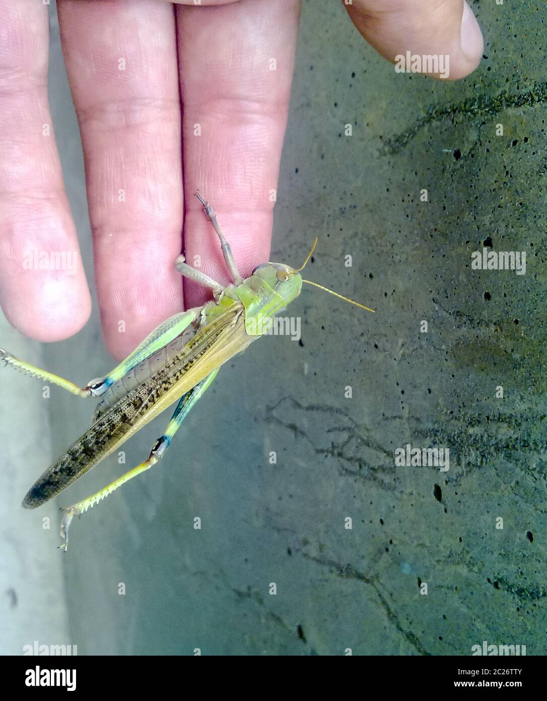 Le cavallette su la mano dell'uomo. orthopteran insetto Foto Stock