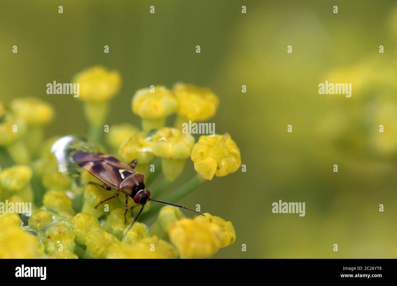 Soft bug Orthops basalis o Orthops kalmii su finocchio Foto Stock