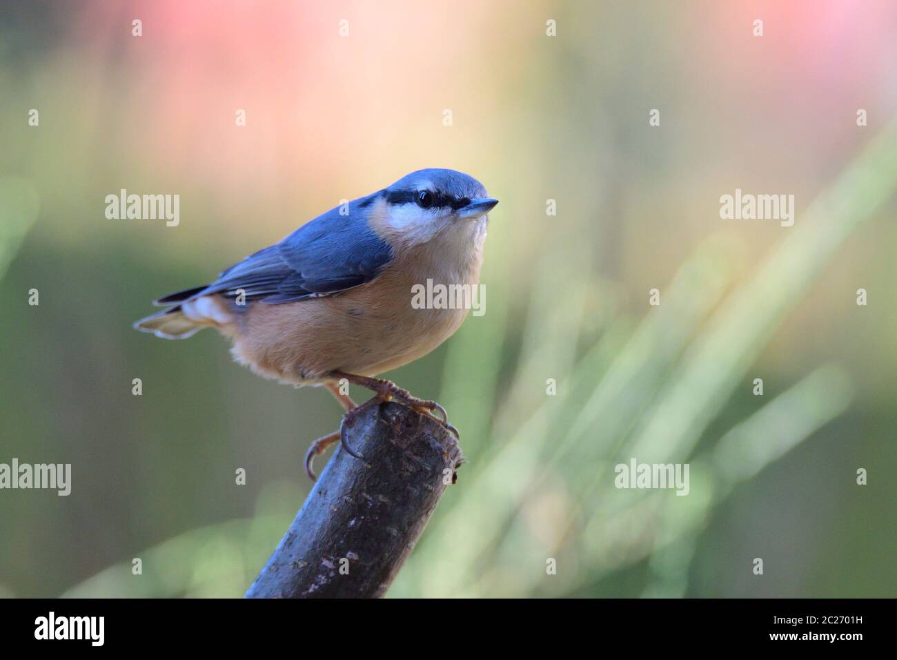 Nuthatch eurasiatico alla ricerca di cibo Foto Stock