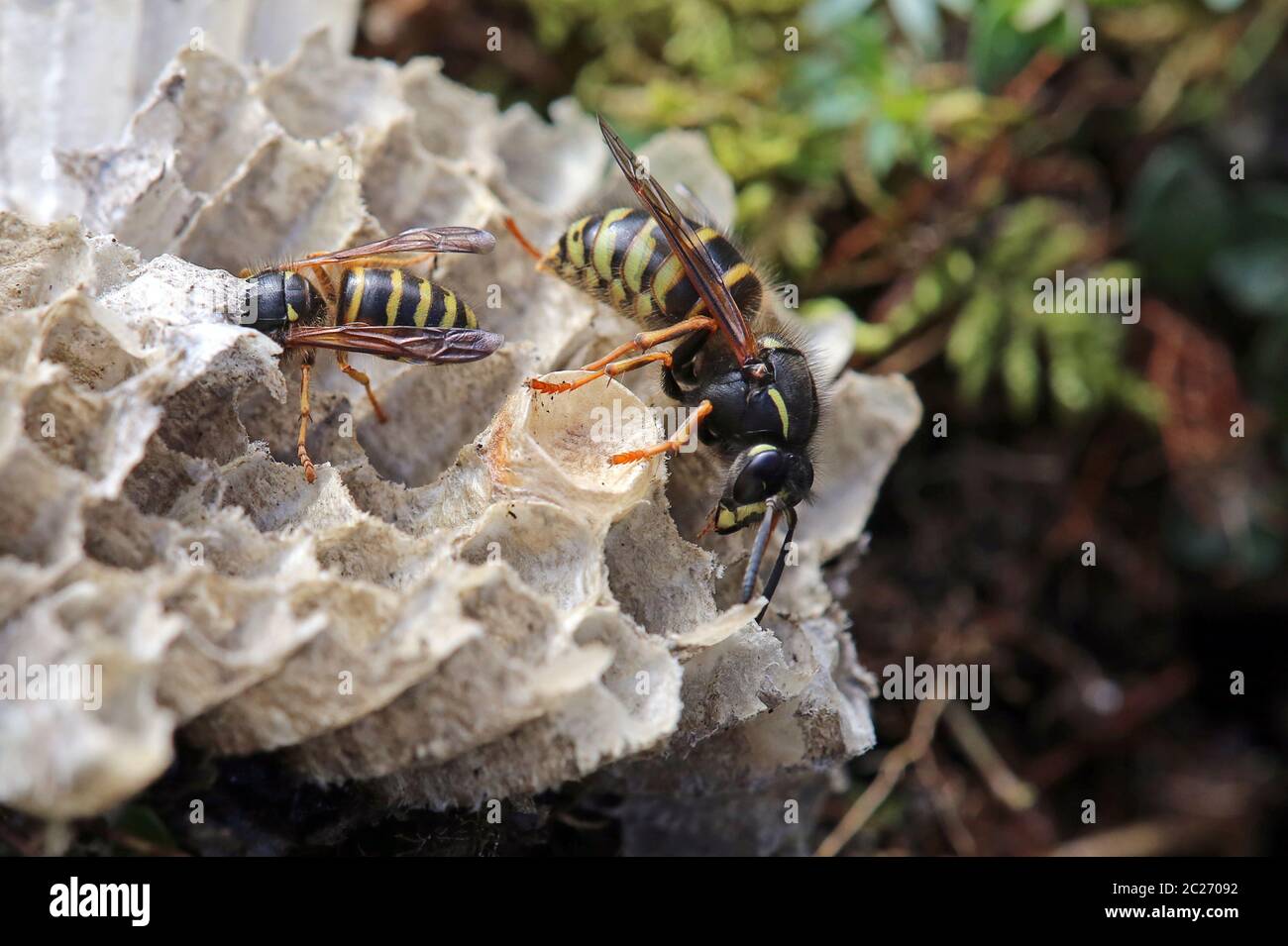 Regina e lavoratore Red Wasp Vespula rufa a nido di carta Foto Stock