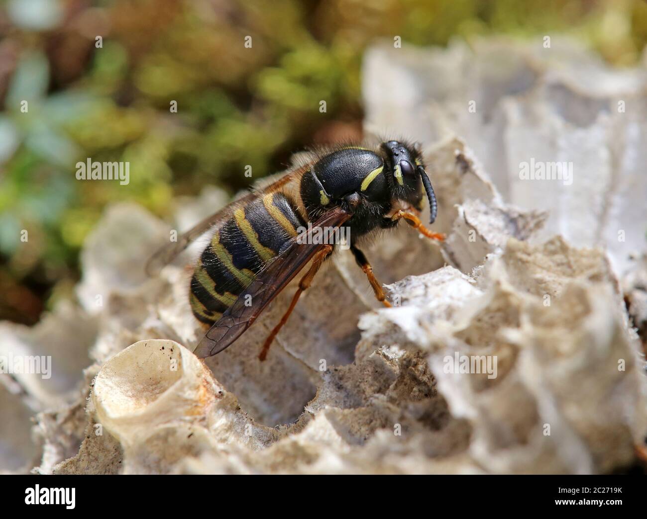 Wasp Regina Rossa Vespula rufa dal Hintersee nel Felbertal vicino Mittersill Foto Stock