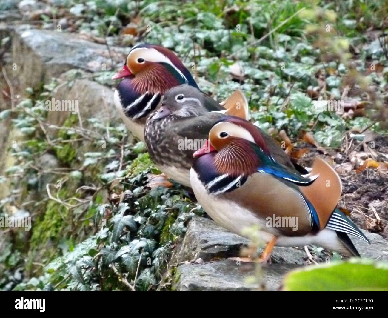 famiglia di anatre mandarine in piedi su un muro di pietra Foto Stock