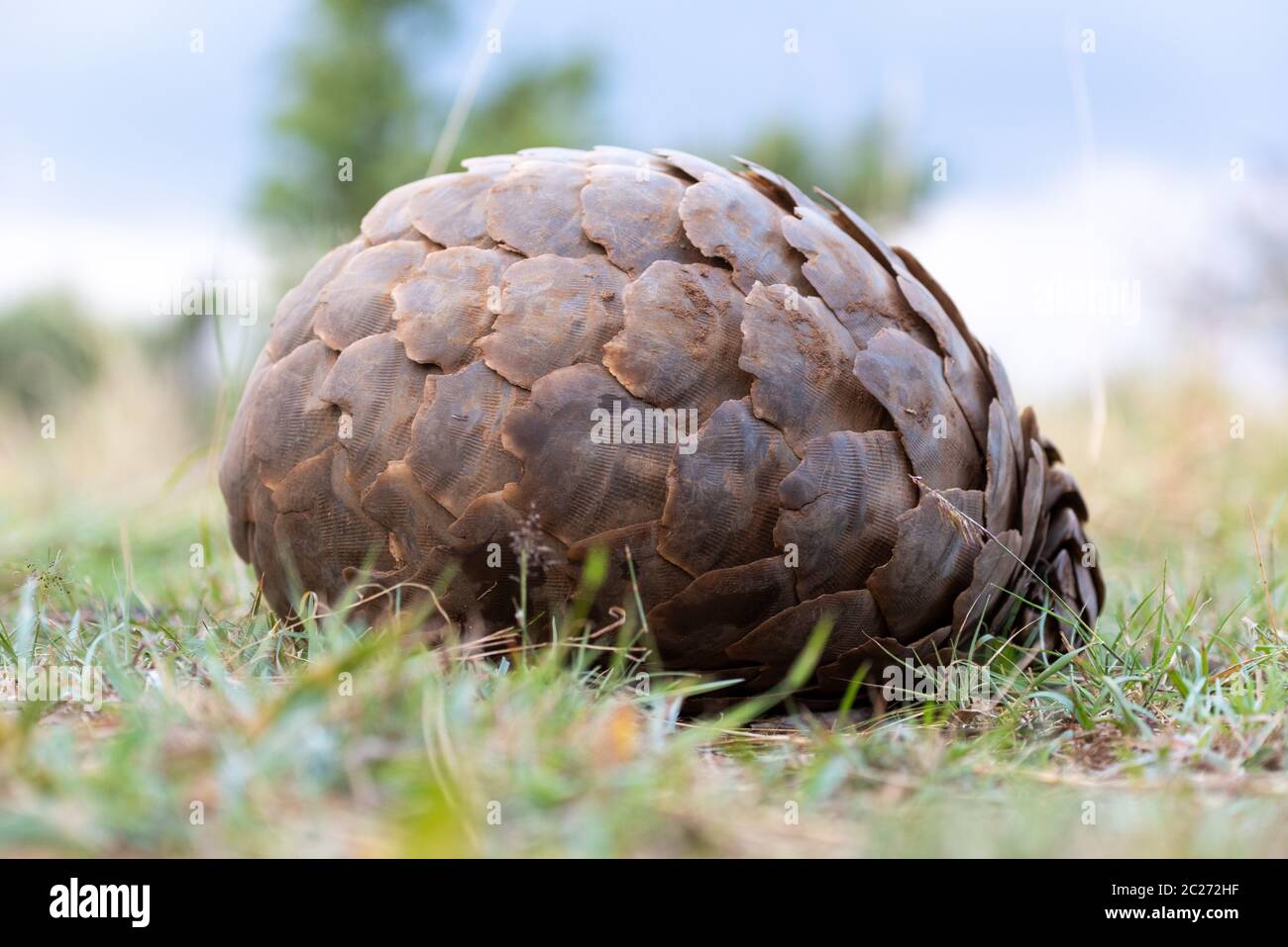 Pangolin giace sull'erba arrotolata in palla Foto Stock