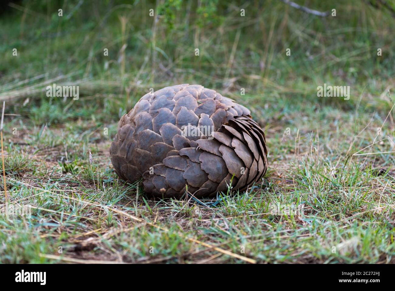 Pangolin laminati in palla su erba corta Foto Stock