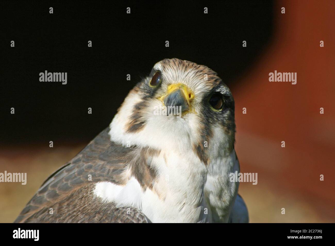Testa e spalle Falcon rivolte in avanti con sfondo rosso e giallo scuro. Foto Stock