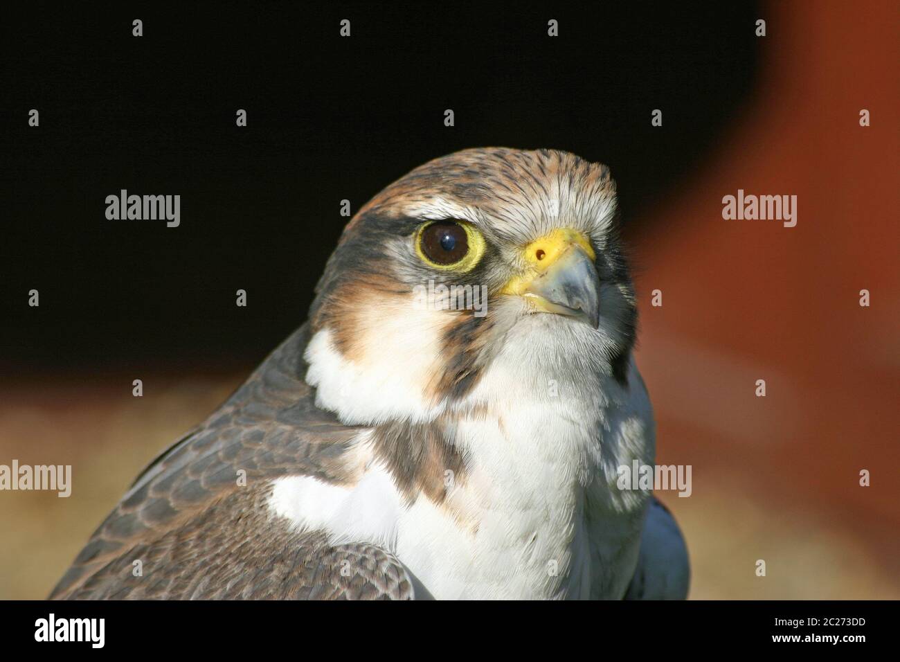 Testa e spalle Falcon rivolte in avanti e con profilo a sfondo rosso e giallo scuro. Foto Stock