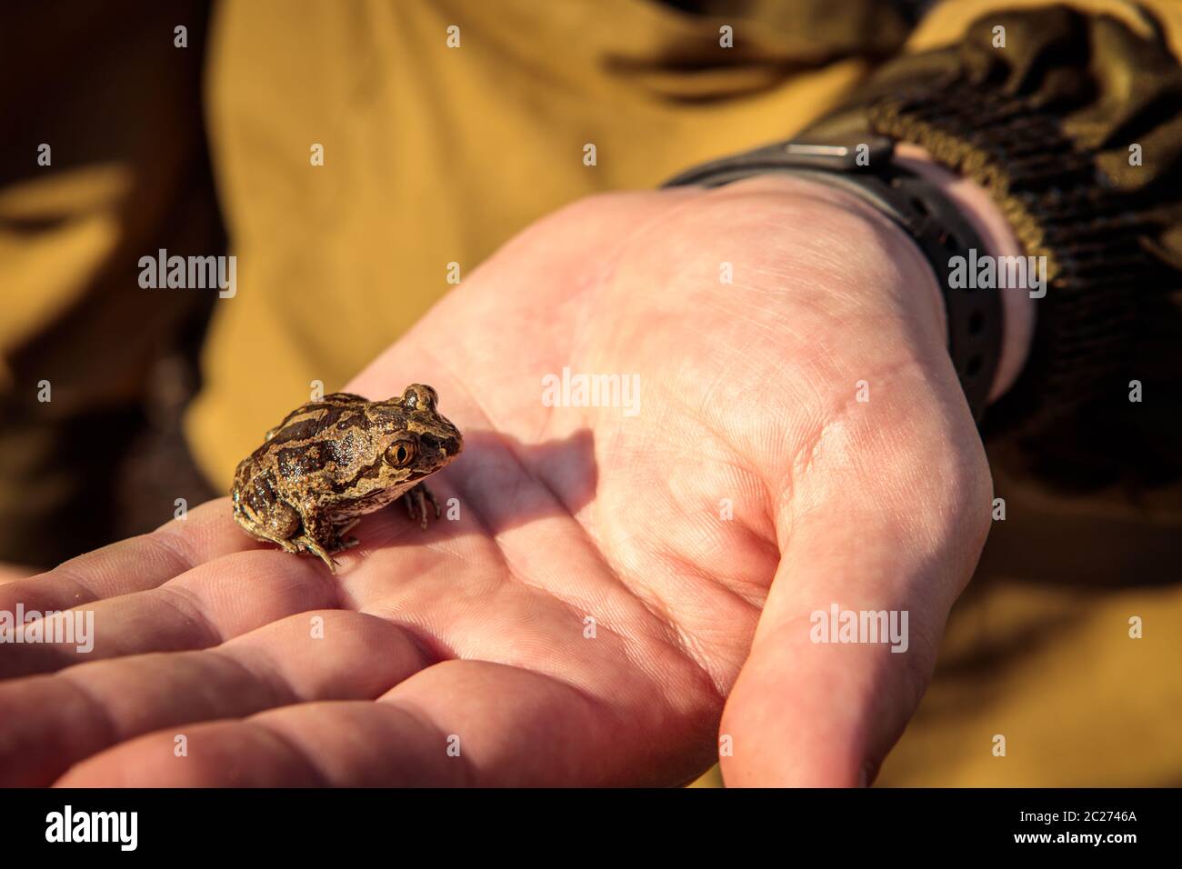 Un po' di rana un aglio nelle mani Foto Stock