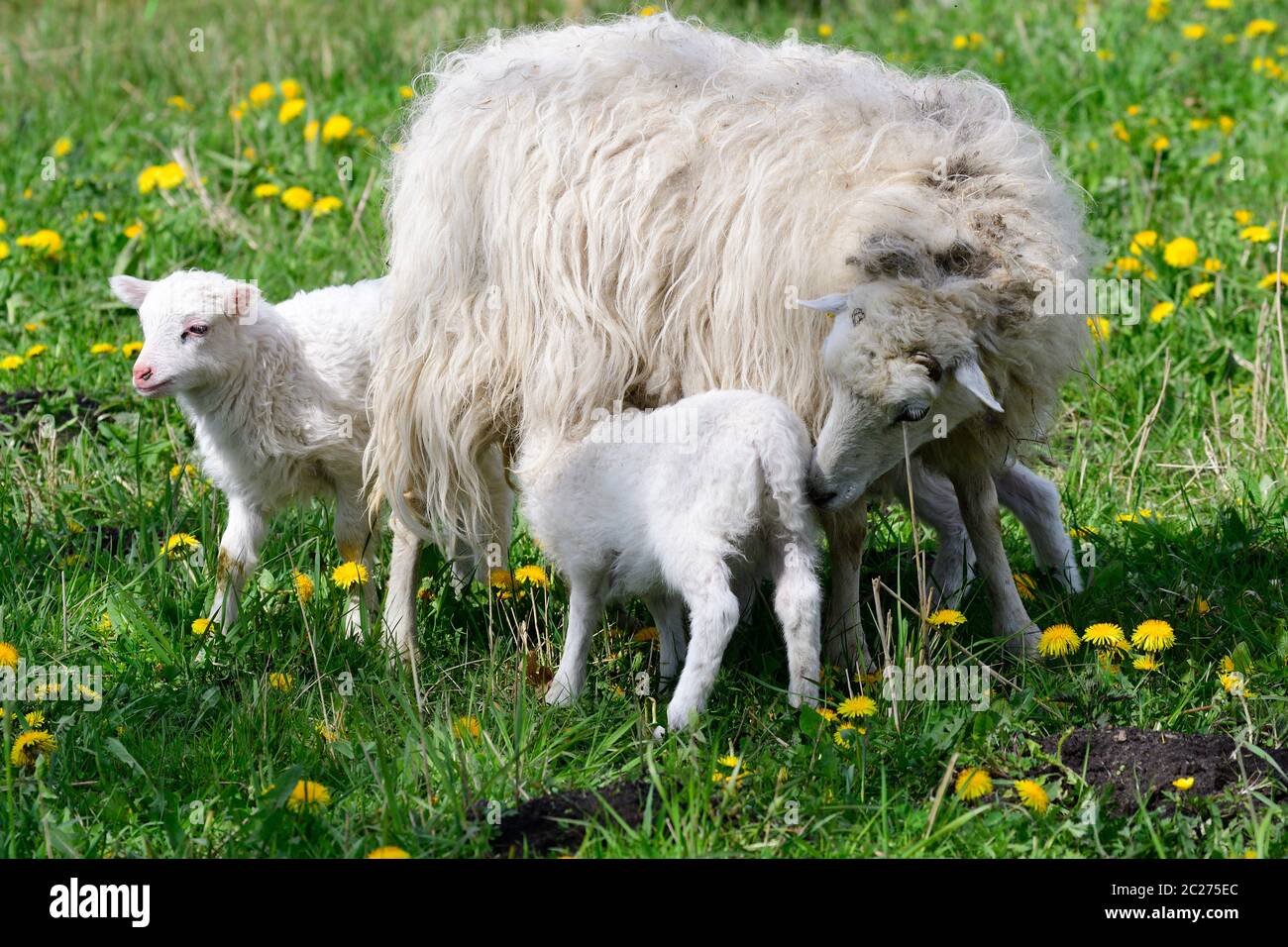 La Skudde è una razza di pecore addomesticate Foto Stock