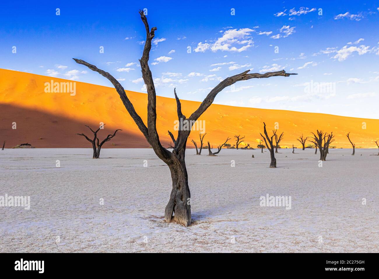 Deadvlei nel Parco Nazionale Namibia-Naukluft Foto Stock