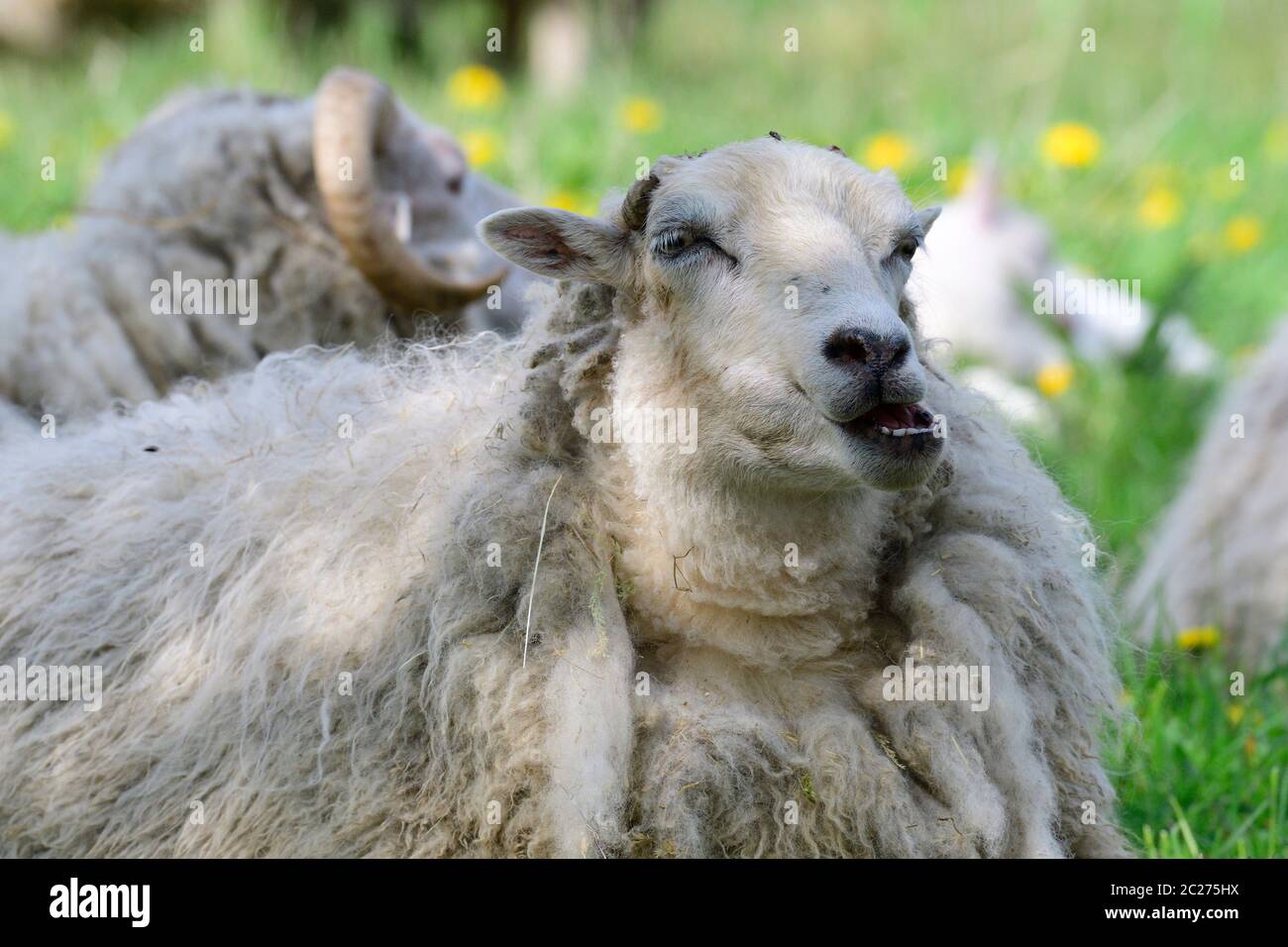 La Skudde è una razza di pecore addomesticate Foto Stock