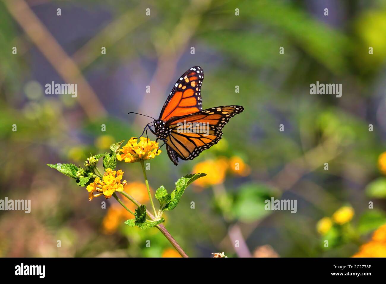 Macro di una farfalla monarca dai colori vivaci che sorseggia nettare da una fioritura gialla. Foto Stock