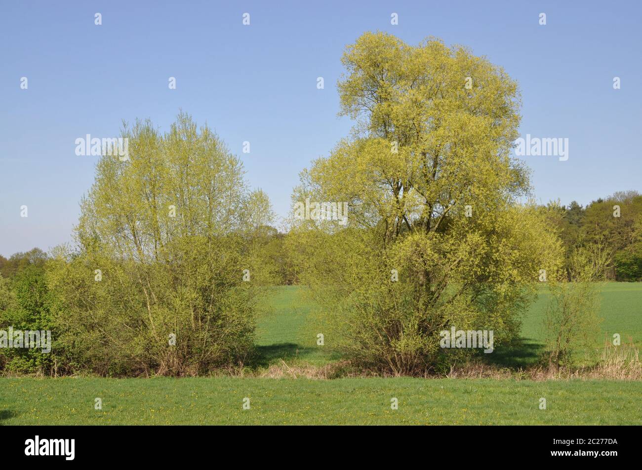 Alberi in un campo Foto Stock