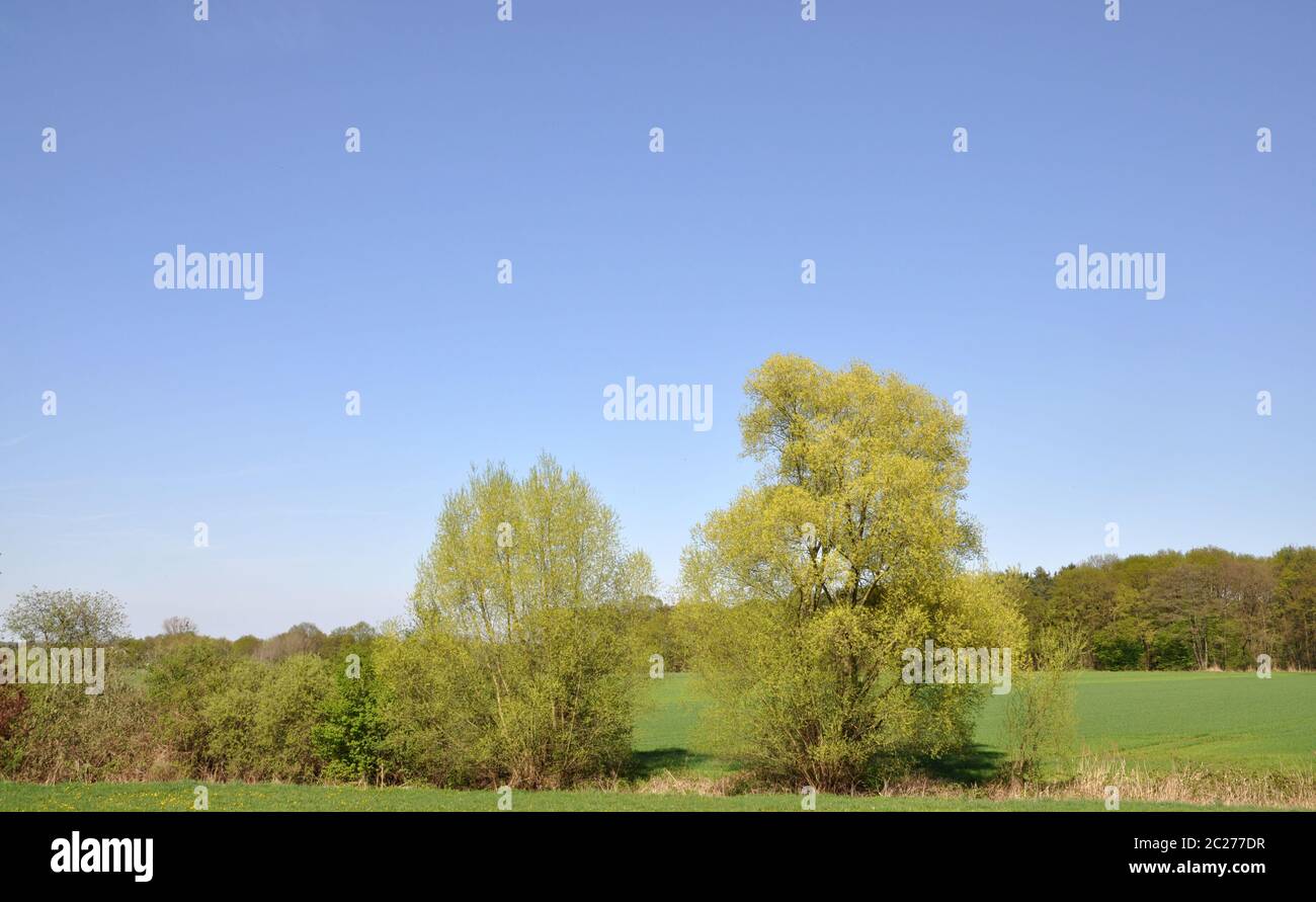 Alberi in un campo Foto Stock
