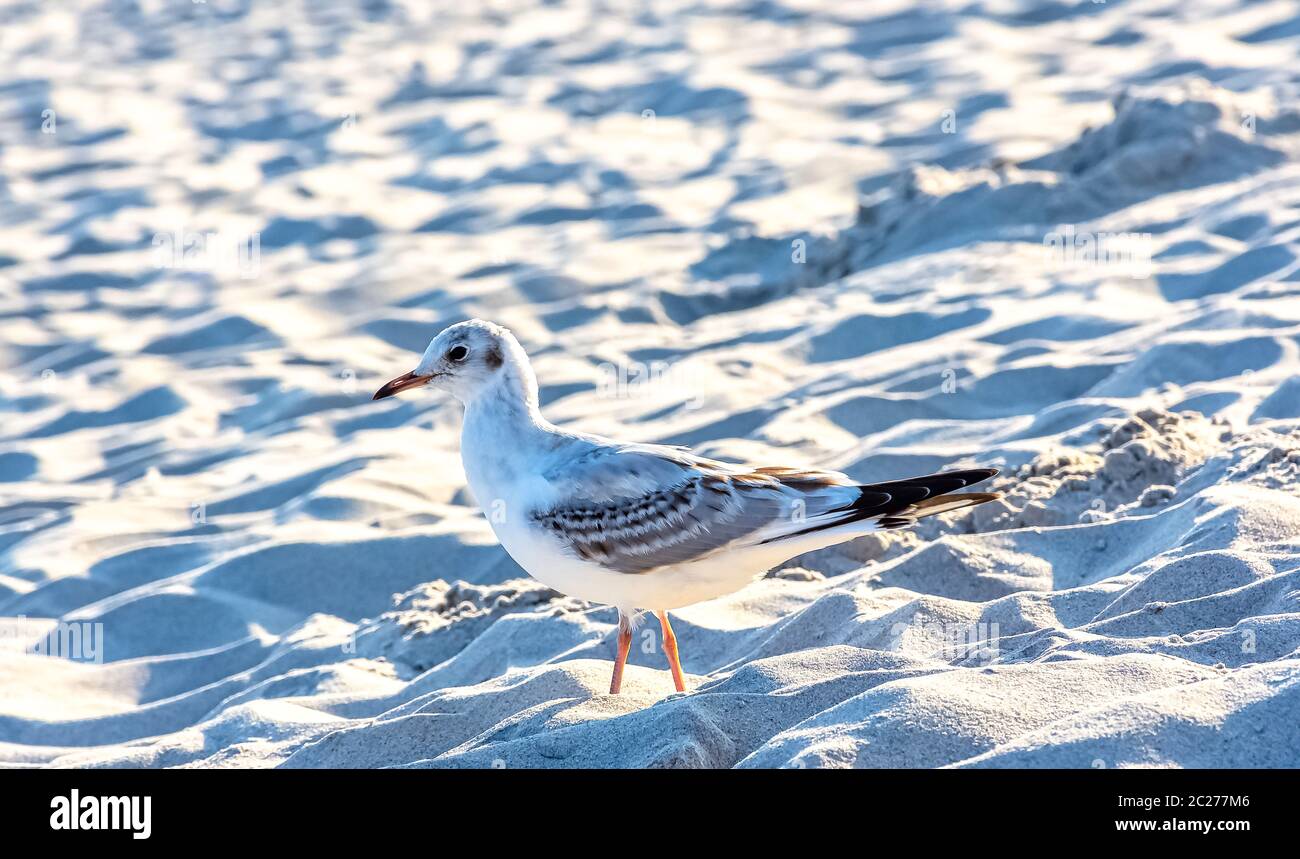 Giovane gabbiano a testa nera (Chromicocephalus ridibundus) in inverno piumaggio sulla spiaggia polacca Foto Stock