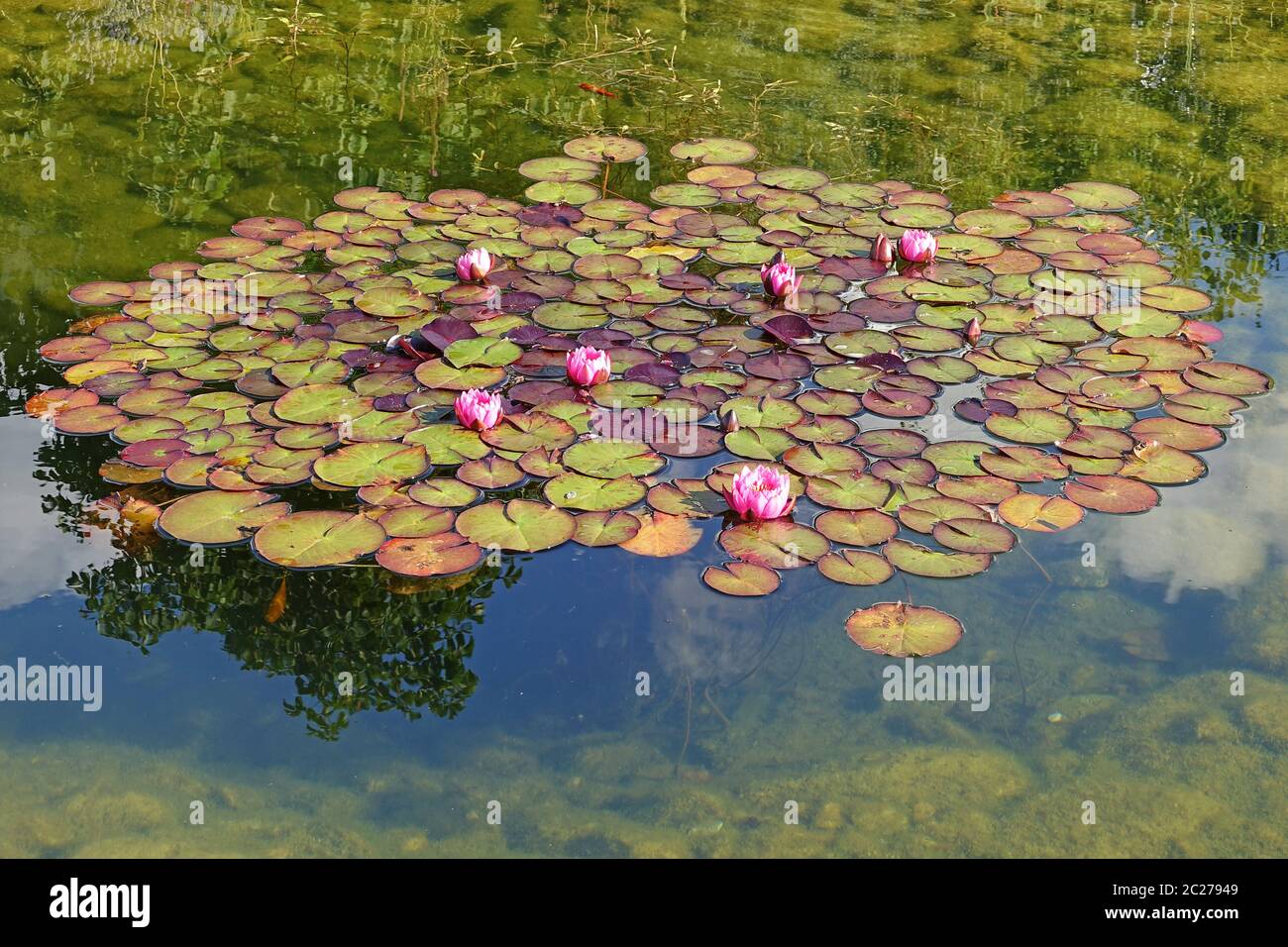 Gigli d'acqua rosa fioriscono nel laghetto del giardino Foto Stock