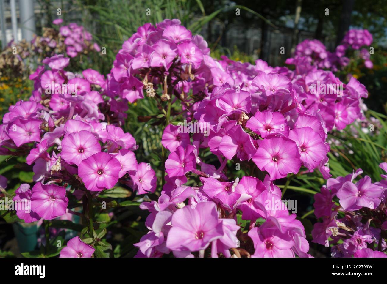 Phlox Foto Stock