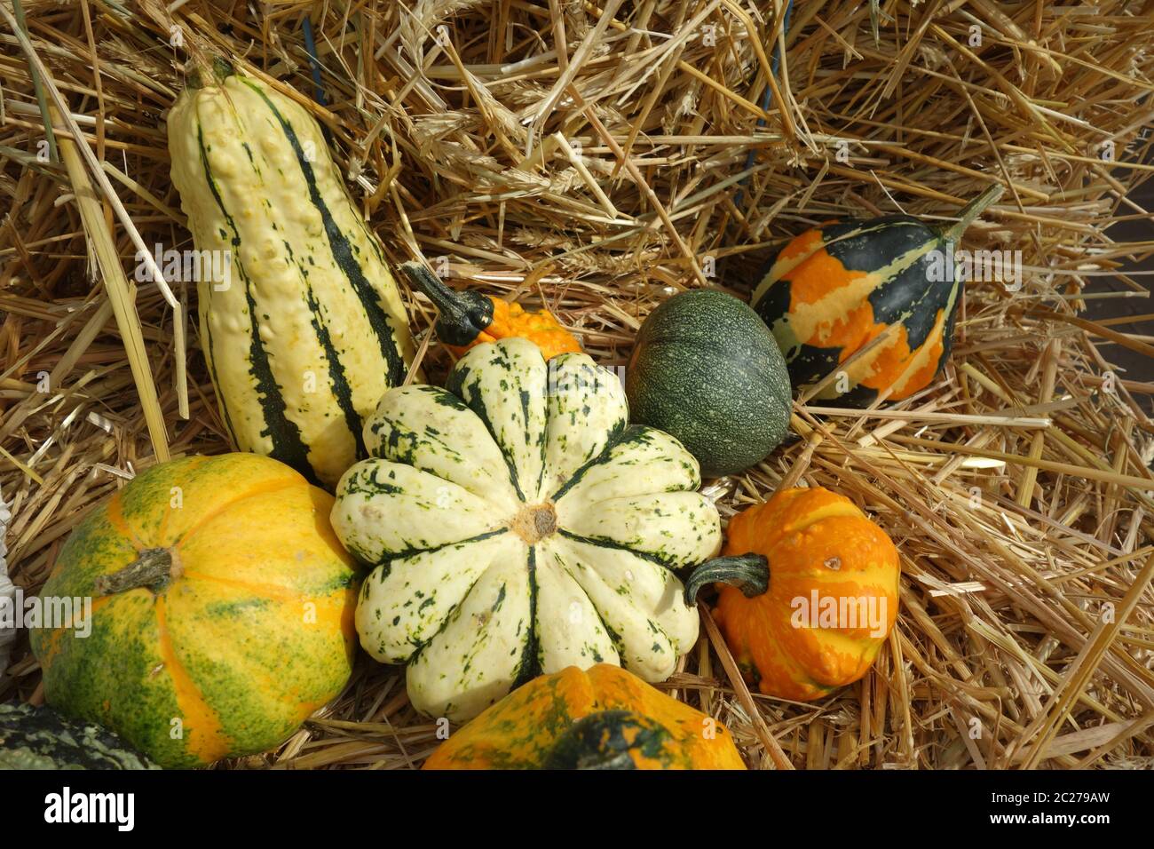 Zucche Foto Stock