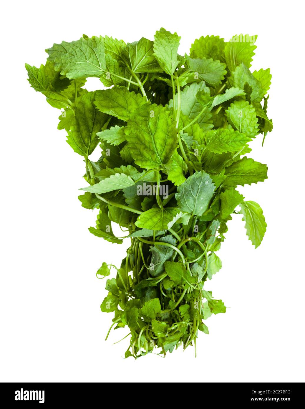 Mazzetto di fresco Melissa (Melissa officinalis) herb isolati su sfondo bianco Foto Stock