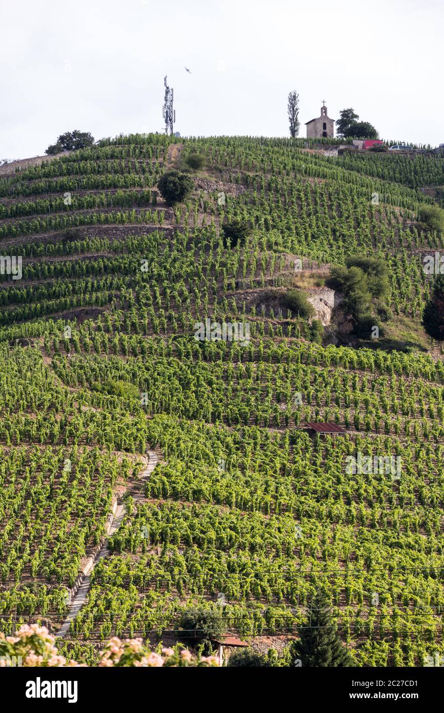 Vista del M. Chapoutier Crozes-Hermitage vigneti a Tain l'Hermitage, la valle del Rodano, Francia Foto Stock