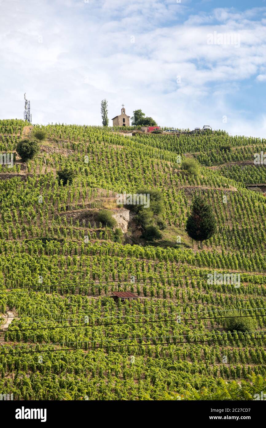 Vista del M. Chapoutier Crozes-Hermitage vigneti a Tain l'Hermitage, la valle del Rodano, Francia Foto Stock