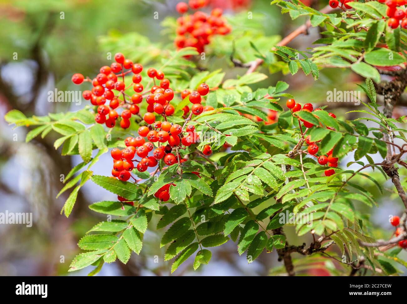 Ramo di rowan tree con bacche rosse sul luminoso giorno in autunno Foto Stock