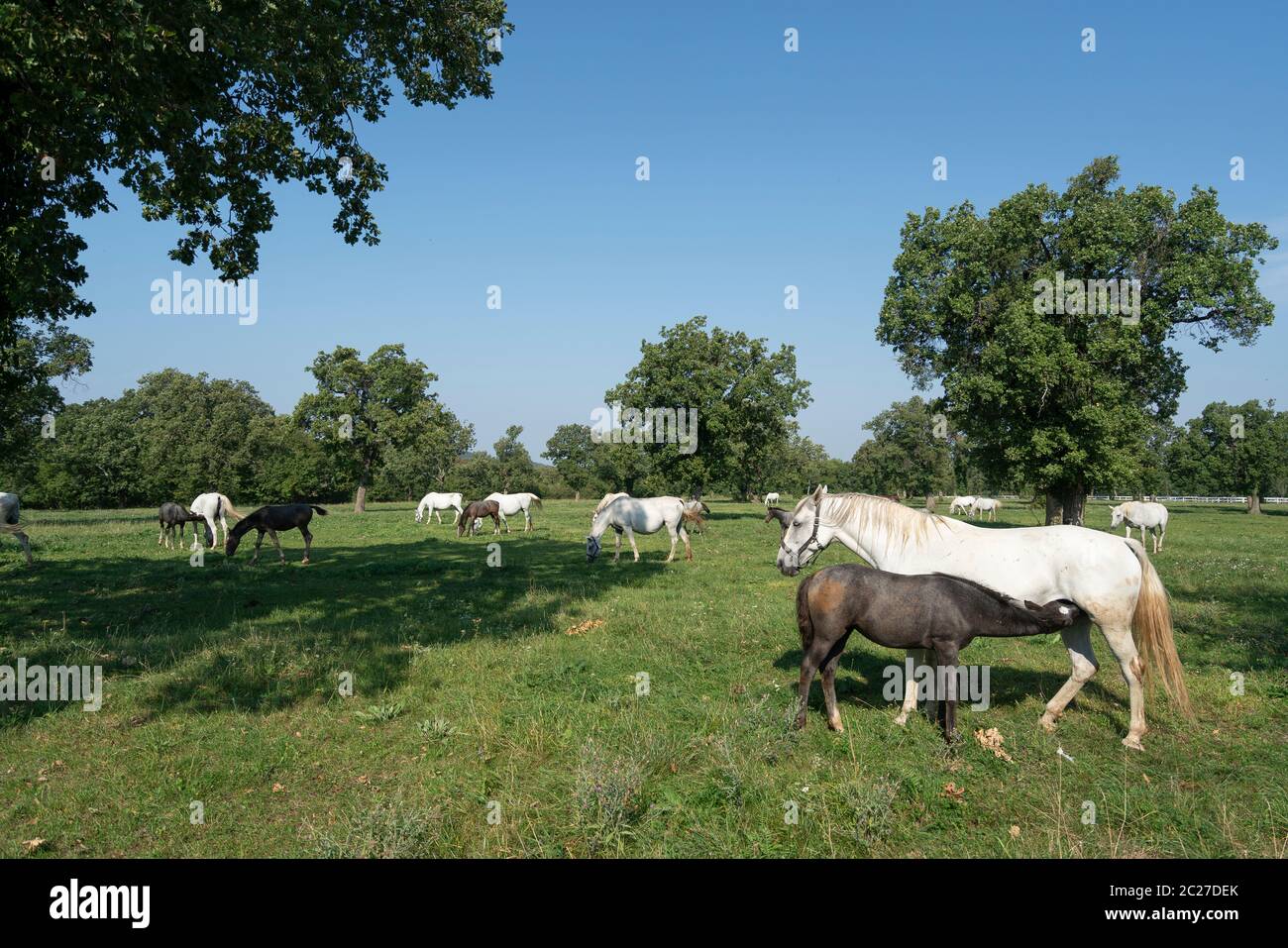 Cavalli lipizzani di pascolare su un prato Foto Stock