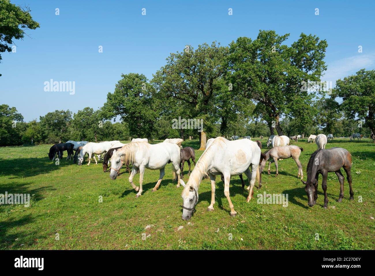 Cavalli lipizzani di pascolare su un prato Foto Stock