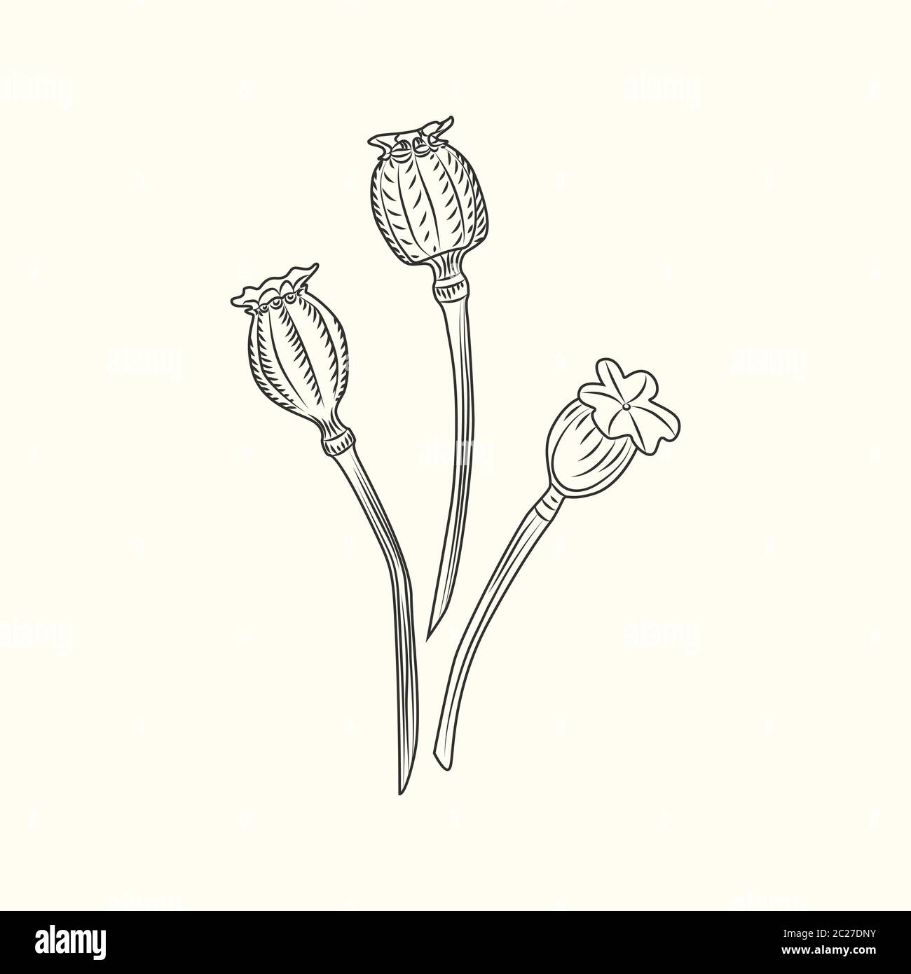 Illustrazione vettoriale isolata con fiori di papavero. Papaveri che incisioni stile vintage. Illustrazione Vettoriale