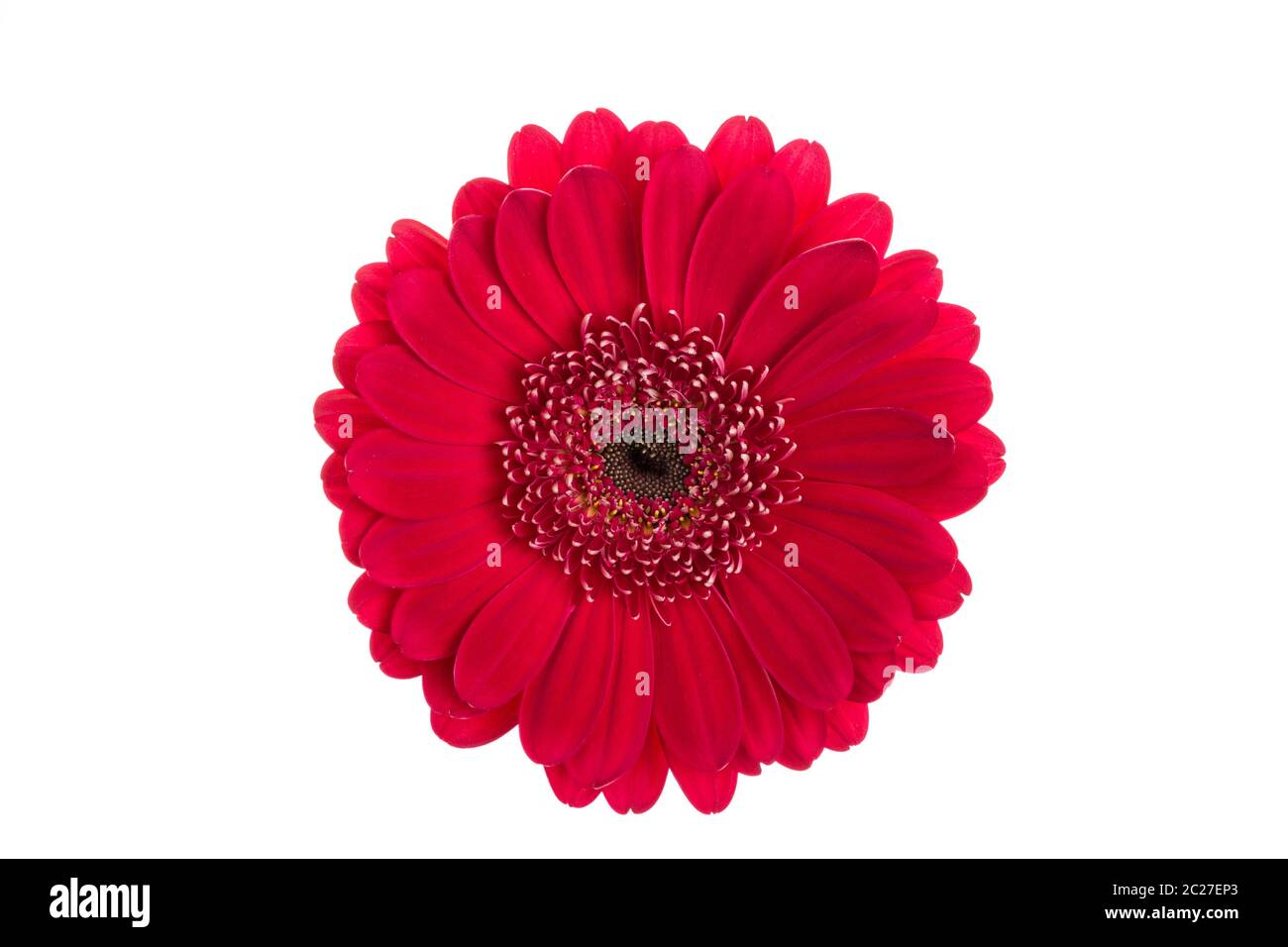 Rosso perfetto gerbera testa di fiori isolati su sfondo bianco. Foto Stock