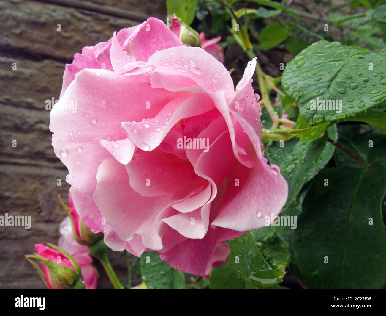 grandi rose rosa in fiore e in erba coperte di gocce di pioggia che salono su una parete di pietra in un giardino Foto Stock