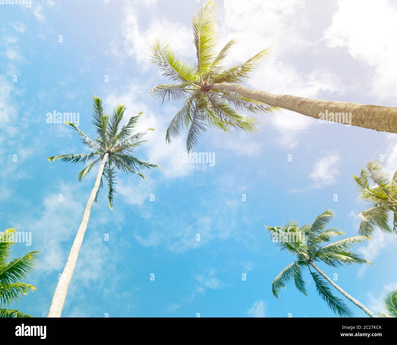 Palme contro il cielo azzurro soleggiato con le nuvole Foto Stock