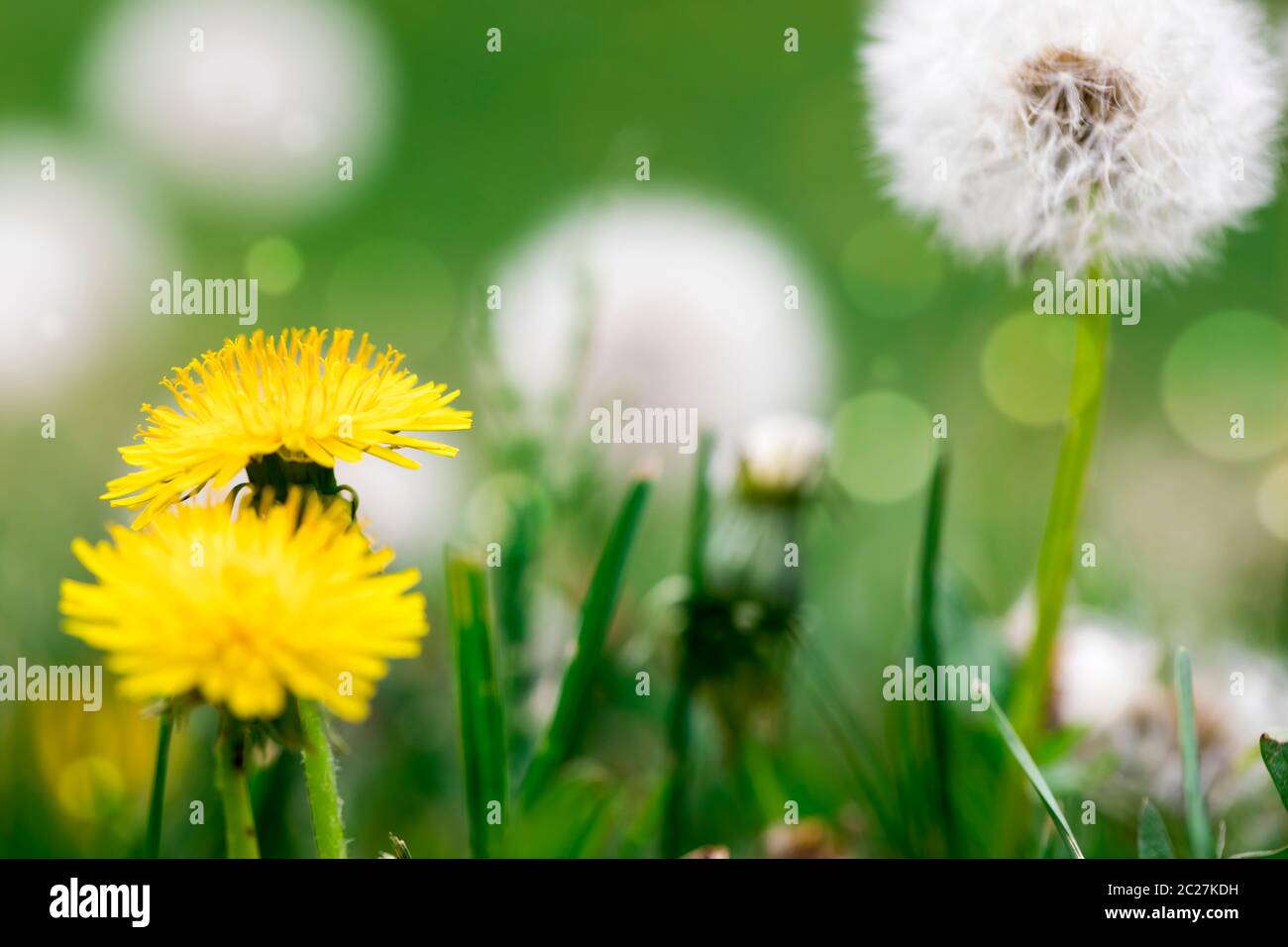 Fiori di dente di leone nel prato Foto Stock