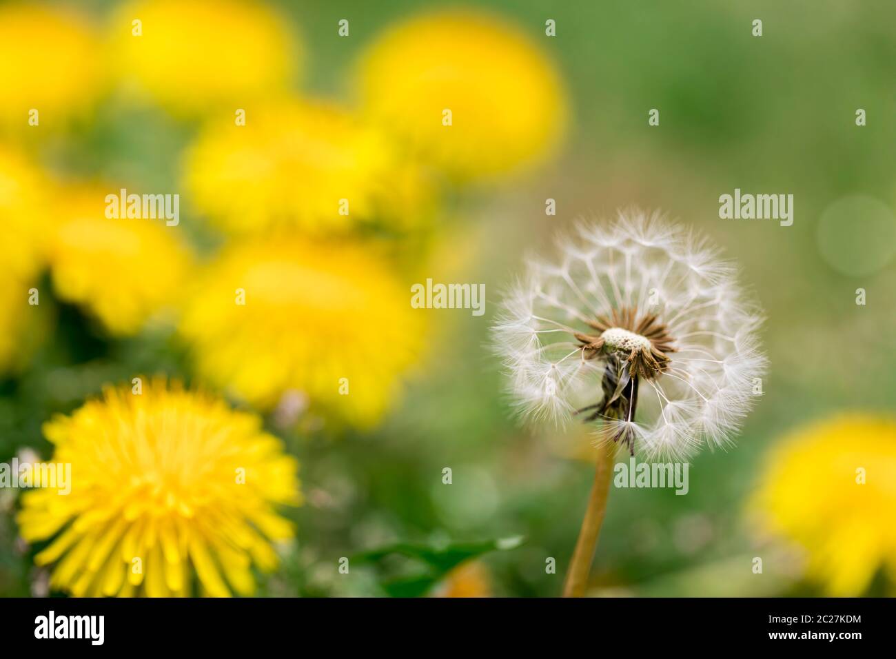 Dente Di Leone In Vetro Blulu - Regalo Artistico Per Donna, Compleanno O Festa Della Mamma - Foto 3