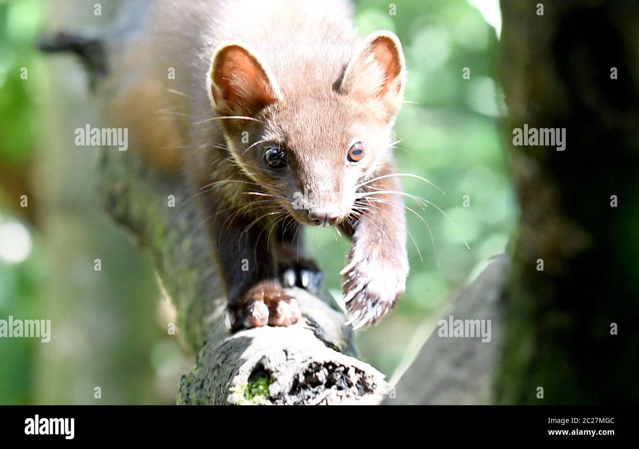 16 giugno 2020, Schleswig-Holstein, Großenaspe: Una giovane martora di pino cammina attraverso il recinto nel parco giochi Eekholt. Le martine di pino hanno ottenuto la prole. Si tratta di un maschio e due femmina giovani animali, secondo il parco giochi. A differenza dei loro parenti stretti, le martore di pietra, martore di pino sono loners e come timidi abitanti della foresta evitare gli esseri umani. La loro dieta consiste di uccelli, piccoli mammiferi, insetti, ma anche frutta, bacche e noci - i cavi in auto non li interessano. (A dpa 'prole di martens dell'albero') Foto: Carsten Rehder/dpa Foto Stock