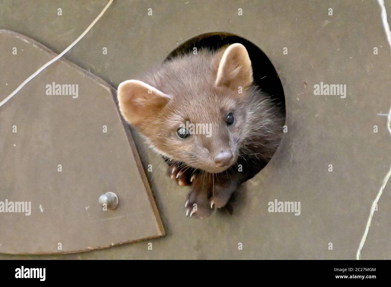 16 giugno 2020, Schleswig-Holstein, Großenaspe: Una giovane martora di pino si affaccia dalla sua tana nel parco giochi Eekholt. Le martine di pino hanno ottenuto la prole. È un maschio e due femmina prole, secondo il parco giochi. A differenza dei loro parenti stretti, le martore di pietra, martore di pino sono loners e come timidi abitanti della foresta evitare gli esseri umani. La loro dieta consiste di uccelli, piccoli mammiferi, insetti, ma anche frutta, bacche e noci - i cavi in auto non li interessano. (A dpa 'prole di martens dell'albero') Foto: Carsten Rehder/dpa Foto Stock