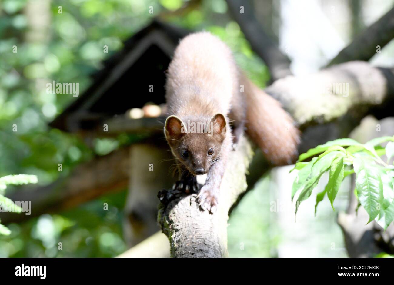 16 giugno 2020, Schleswig-Holstein, Großenaspe: Una giovane martora di pino cammina attraverso il recinto nel parco giochi Eekholt. Le martine di pino hanno ottenuto la prole. Si tratta di un maschio e due femmina giovani animali, secondo il parco giochi. A differenza dei loro parenti stretti, le martore di pietra, martore di pino sono loners e come timidi abitanti della foresta evitare gli esseri umani. La loro dieta consiste di uccelli, piccoli mammiferi, insetti, ma anche frutta, bacche e noci - i cavi in auto non li interessano. (A dpa 'prole di martens dell'albero') Foto: Carsten Rehder/dpa Foto Stock