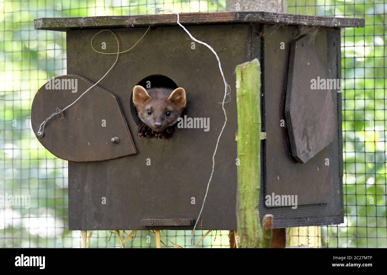 16 giugno 2020, Schleswig-Holstein, Großenaspe: Una giovane martora di pino si affaccia dalla sua tana nel parco giochi Eekholt. Le martine di pino hanno ottenuto la prole. È un maschio e due femmina prole, secondo il parco giochi. A differenza dei loro parenti stretti, le martore di pietra, martore di pino sono loners e come timidi abitanti della foresta evitare gli esseri umani. La loro dieta consiste di uccelli, piccoli mammiferi, insetti, ma anche frutta, bacche e noci - i cavi in auto non li interessano. (A dpa 'prole di martens dell'albero') Foto: Carsten Rehder/dpa Foto Stock