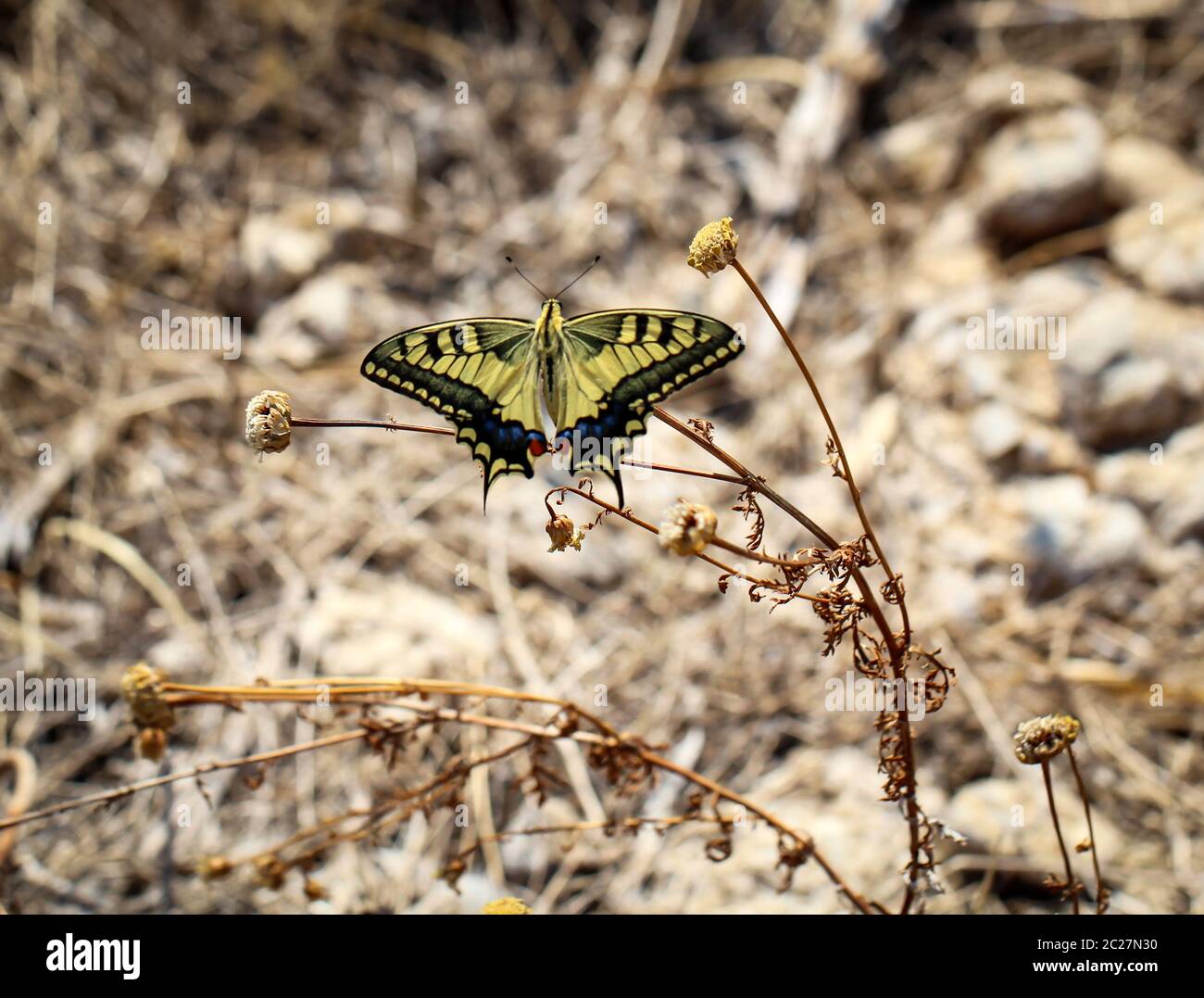 Una farfalla, coda di rondine nell'erba Foto Stock