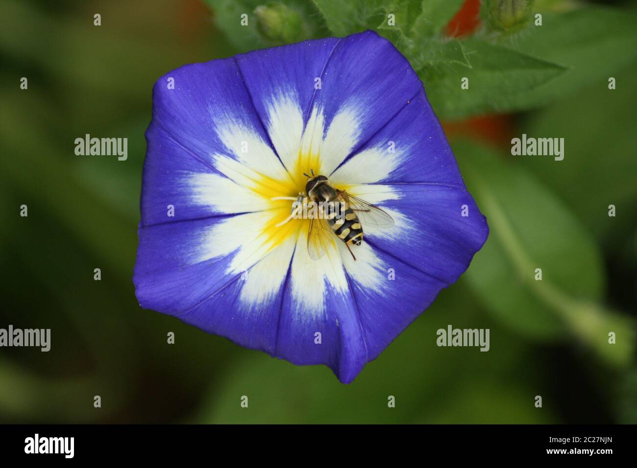 I venti con gli insetti Foto Stock