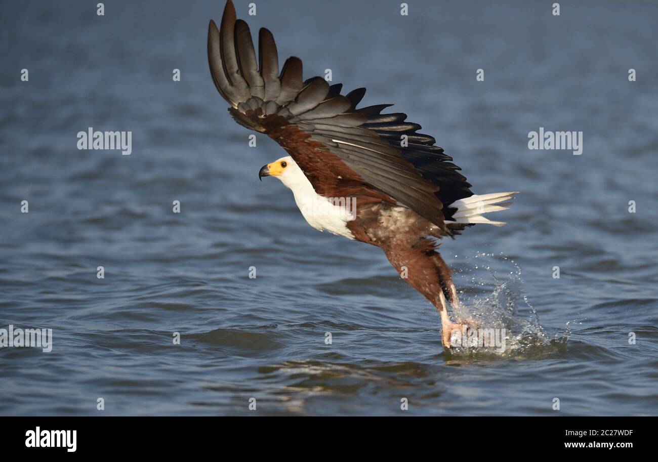 African fish eagle Foto Stock