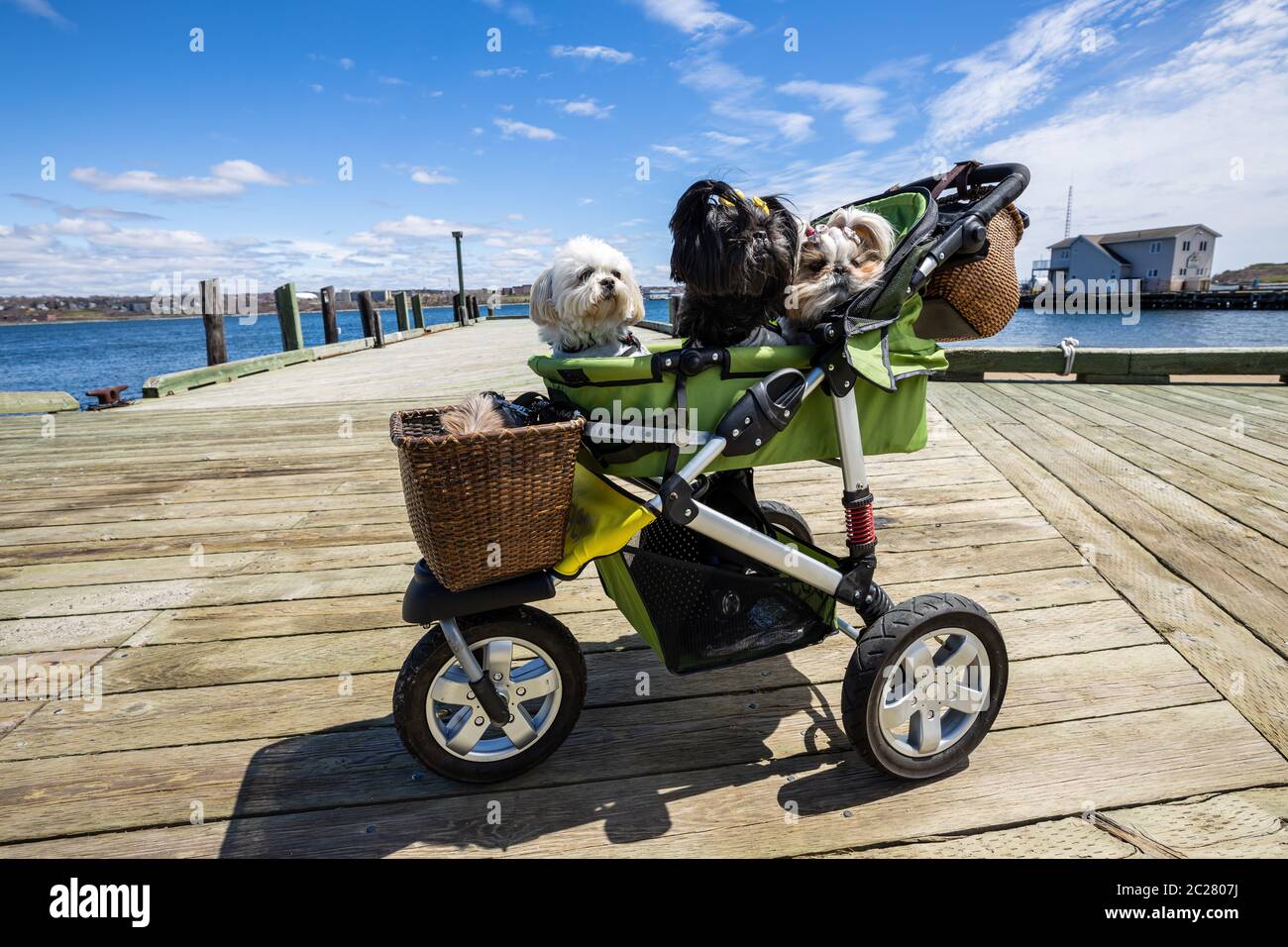 Piccoli cani divertenti in un passeggino Foto Stock