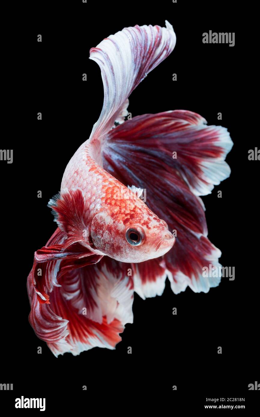 Pesci di Betta Foto Stock