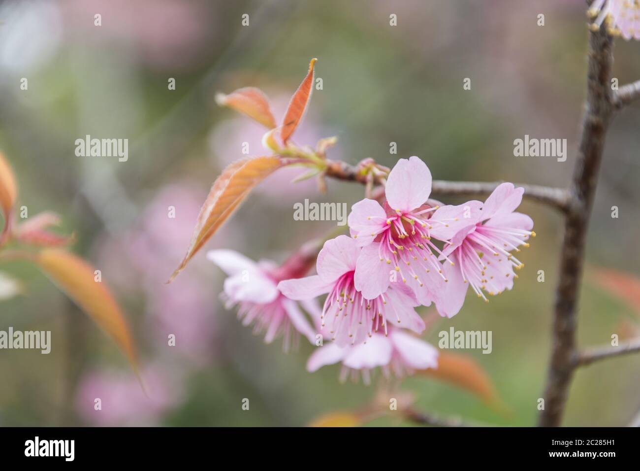 Fuoco selezionato sul primo piano di fiori di ciliegia in piena fioritura, in sfocatura di fiore rosa su backgroun Foto Stock