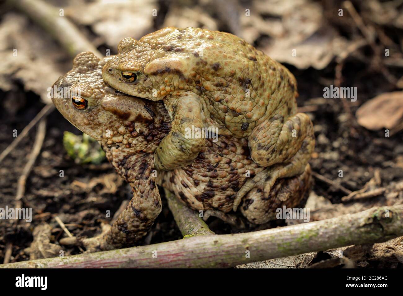 rana o unke al momento dell'accoppiamento nello scrub Foto Stock