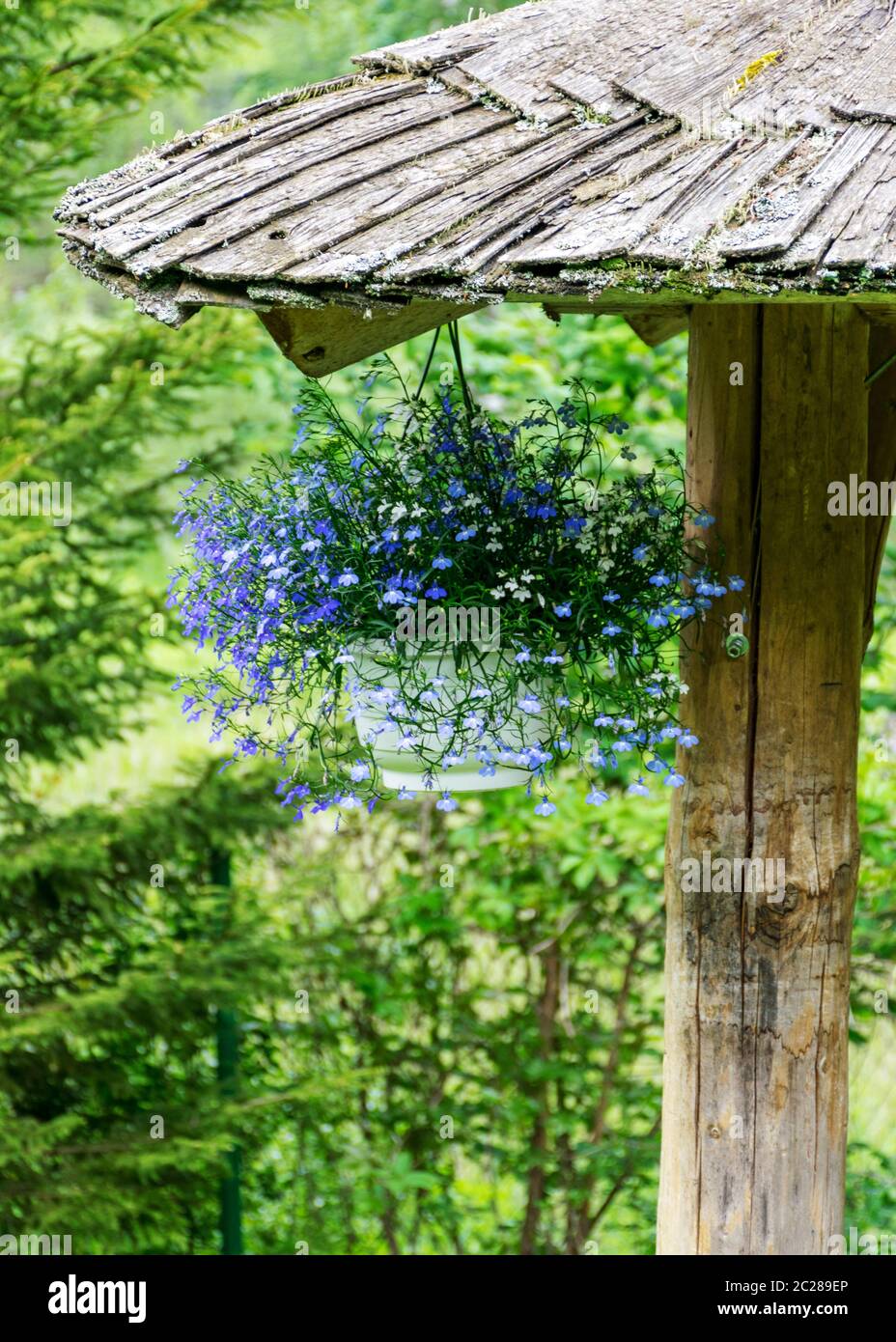 paesaggio con un vaso di fiori bianchi e fiori blu appesi all'angolo di un baldacchino di legno Foto Stock